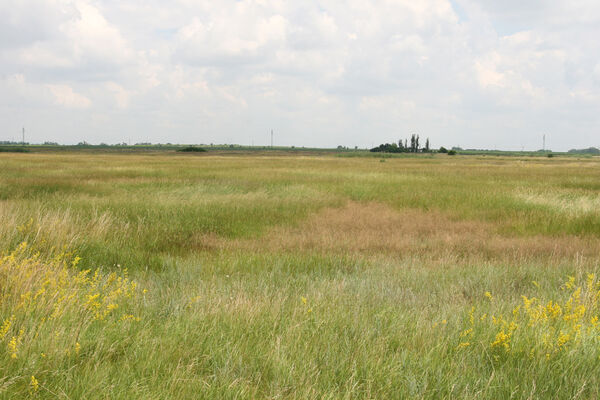 Tvrdošovce, 28.6.2013
Slanisko Panské lúky.
Klíčová slova: Tvrdošovce Panské lúky Agriotes medvedevi proximus rufipalpis