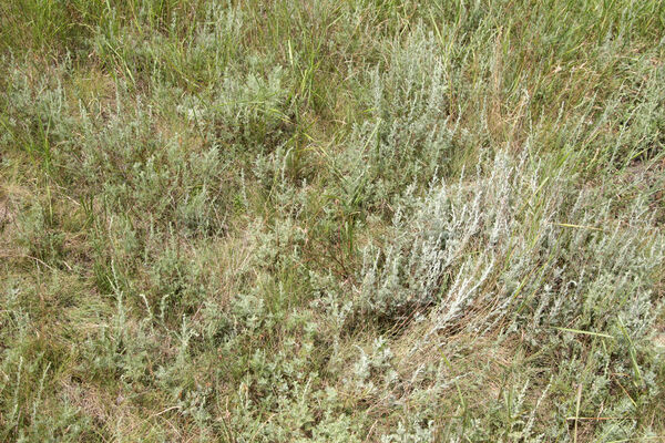 Tvrdošovce, 28.6.2013
Slanisko Panské lúky.
Keywords: Tvrdošovce Panské lúky Agriotes medvedevi proximus rufipalpis