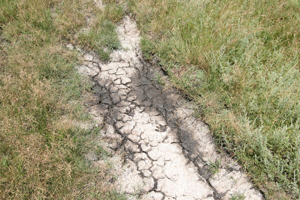 Tvrdošovce, 28.6.2013
Slanisko Panské lúky.
Klíčová slova: Tvrdošovce Panské lúky Agriotes medvedevi proximus rufipalpis