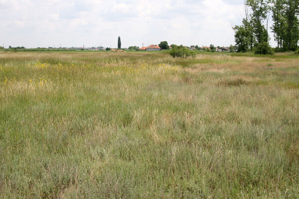 Tvrdošovce, 28.6.2013
Slanisko Panské lúky.
Mots-clés: Tvrdošovce Panské lúky Agriotes medvedevi proximus rufipalpis