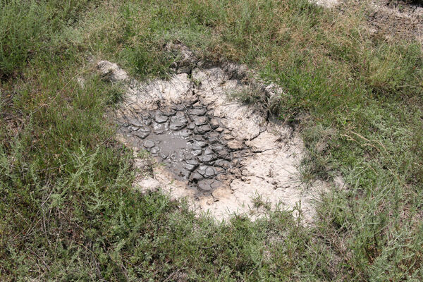 Tvrdošovce, 28.6.2013
Slanisko Panské lúky.
Klíčová slova: Tvrdošovce Panské lúky Agriotes medvedevi proximus rufipalpis