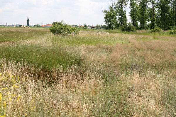 Tvrdošovce, 28.6.2013
Slanisko Panské lúky.
Schlüsselwörter: Tvrdošovce Panské lúky Agriotes medvedevi proximus rufipalpis