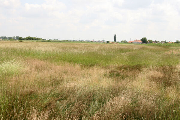 Tvrdošovce, 28.6.2013
Slanisko Panské lúky.
Schlüsselwörter: Tvrdošovce Panské lúky Agriotes medvedevi proximus rufipalpis