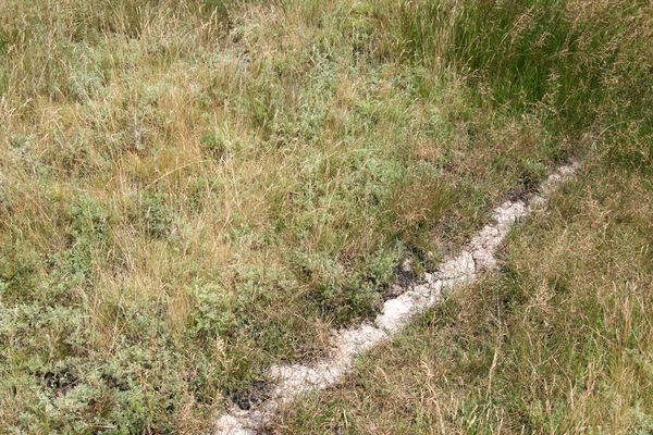 Tvrdošovce, 28.6.2013
Slanisko Panské lúky.
Schlüsselwörter: Tvrdošovce Panské lúky Agriotes medvedevi proximus rufipalpis