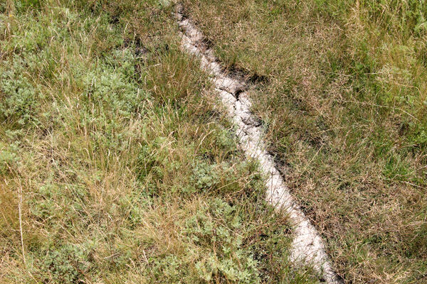 Tvrdošovce, 28.6.2013
Slanisko Panské lúky.
Keywords: Tvrdošovce Panské lúky Agriotes medvedevi proximus rufipalpis