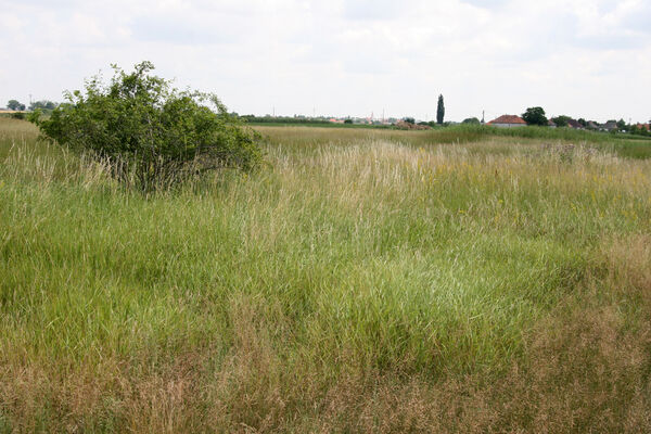 Tvrdošovce, 28.6.2013
Slanisko Panské lúky.
Keywords: Tvrdošovce Panské lúky Agriotes medvedevi proximus rufipalpis