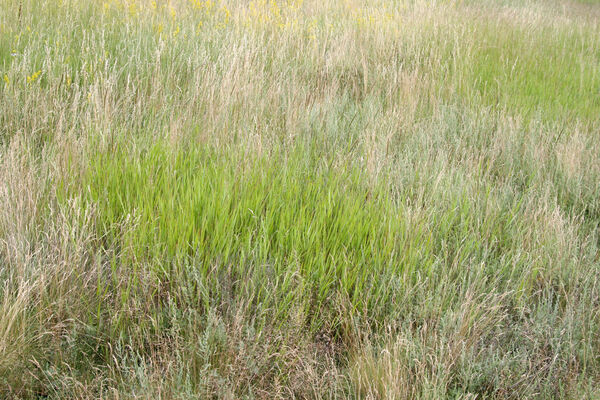 Tvrdošovce, 28.6.2013
Slanisko Panské lúky.
Mots-clés: Tvrdošovce Panské lúky Agriotes medvedevi proximus rufipalpis