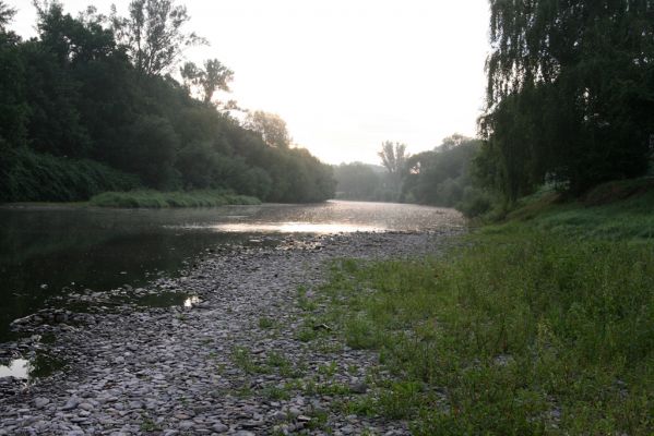 Týn nad Bečvou, 24.7.2017
Štěrkový náplav Bečvy.
Schlüsselwörter: Týn nad Bečvou řeka Bečva Adrastus circassicus