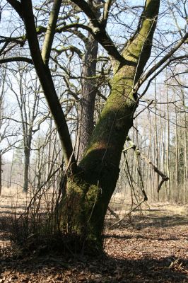 Týniště nad Orlicí, 11.3.2014
U Houkvice. Kůru lípy porostlé mechem osídlili kovaříci Calambus bipustulatus a Hypoganus inunctus.



Schlüsselwörter: Týniště nad Orlicí U Houkvice Calambus bipustulatus Hypoganus inunctus