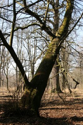 Týniště nad Orlicí, 11.3.2014
U Houkvice. Kůru lípy porostlé mechem osídlili kovaříci Calambus bipustulatus a Hypoganus inunctus.



Mots-clés: Týniště nad Orlicí U Houkvice Calambus bipustulatus Hypoganus inunctus