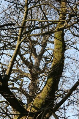 Týniště nad Orlicí, 11.3.2014
U Houkvice. Kůru lípy porostlé mechem osídlili kovaříci Calambus bipustulatus a Hypoganus inunctus.
Klíčová slova: Týniště nad Orlicí U Houkvice Calambus bipustulatus Hypoganus inunctus