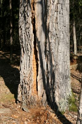 Týniště nad Orlicí, 11.3.2014
Trouchnivý kmen dubu u lesního rybníka Rozkoš - biotop kovaříka Lacon querceus.



Schlüsselwörter: Týniště nad Orlicí rybník Rozkoš Ampedus cardinalis Lacon querceus