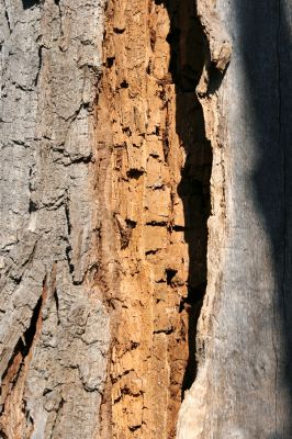 Týniště nad Orlicí, 11.3.2014
Trouchnivý kmen dubu u lesního rybníka Rozkoš - biotop kovaříka Lacon querceus.
Klíčová slova: Týniště nad Orlicí rybník Rozkoš Lacon querceus