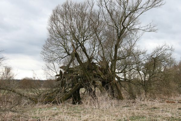 Týniště nad Orlicí, 12.4.2013
Štěpánovsko, meandry Orlice. Vrba na břehu řeky.



Klíčová slova: Týniště nad Orlicí Štěpánovsko řeka Orlice PP Orlice Ampedus pomorum