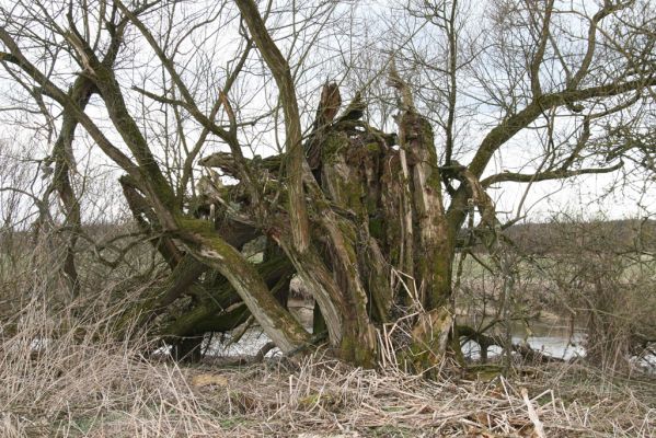 Týniště nad Orlicí, 12.4.2013
Štěpánovsko, meandry Orlice. Vrba na břehu řeky.



Klíčová slova: Týniště nad Orlicí Štěpánovsko řeka Orlice PP Orlice Ampedus pomorum