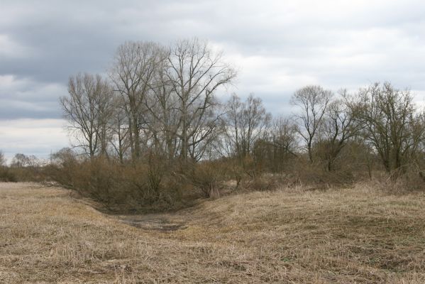 Týniště nad Orlicí, 12.4.2013
Štěpánovsko, meandry Orlice. Záplavová louka.



Mots-clés: Týniště nad Orlicí Štěpánovsko řeka Orlice PP Orlice