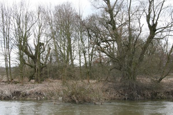 Týniště nad Orlicí, 12.4.2013
Štěpánovsko, meandry Orlice.


Schlüsselwörter: Týniště nad Orlicí Štěpánovsko řeka Orlice PP Orlice