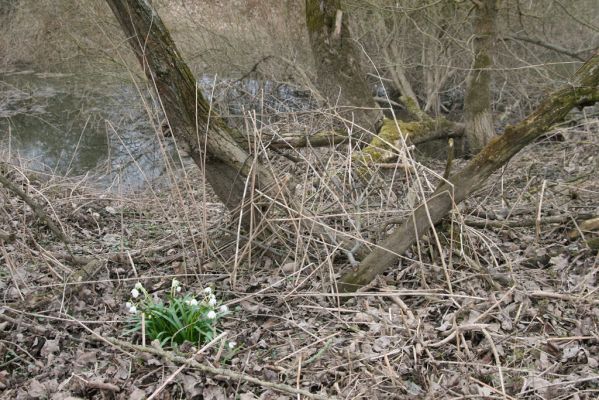 Týniště nad Orlicí, 12.4.2013
Štěpánovsko, meandry Orlice. 



Klíčová slova: Týniště nad Orlicí Štěpánovsko řeka Orlice PP Orlice