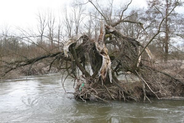 Týniště nad Orlicí, 12.4.2013
Štěpánovsko, meandry Orlice. Vrba na břehu řeky.



Klíčová slova: Týniště nad Orlicí Štěpánovsko řeka Orlice PP Orlice