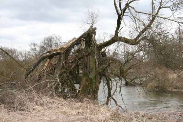 Týniště nad Orlicí, 12.4.2013
Petrovičky - Štěpánovsko, meandry Orlice. Vrba na břehu řeky (50° 9'46.57"N, 16° 2'41.69"E).



Klíčová slova: Týniště nad Orlicí Petrovičky Štěpánovsko řeka Orlice PP Orlice