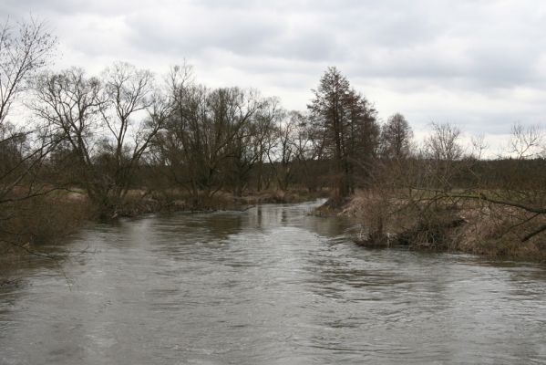 Týniště nad Orlicí, 12.4.2013
Petrovičky - Štěpánovsko, meandry Orlice.



Klíčová slova: Týniště nad Orlicí Petrovičky Štěpánovsko řeka Orlice PP Orlice