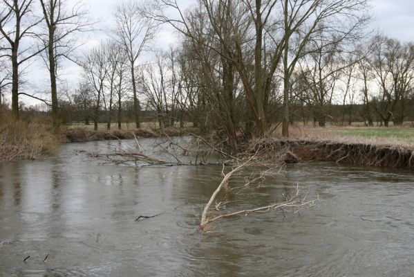 Týniště nad Orlicí, 12.4.2013
Petrovičky - Štěpánovsko, meandry Orlice (50° 9'46.15"N, 16° 2'26.09"E).

Klíčová slova: Týniště nad Orlicí Petrovičky Štěpánovsko řeka Orlice PP Orlice