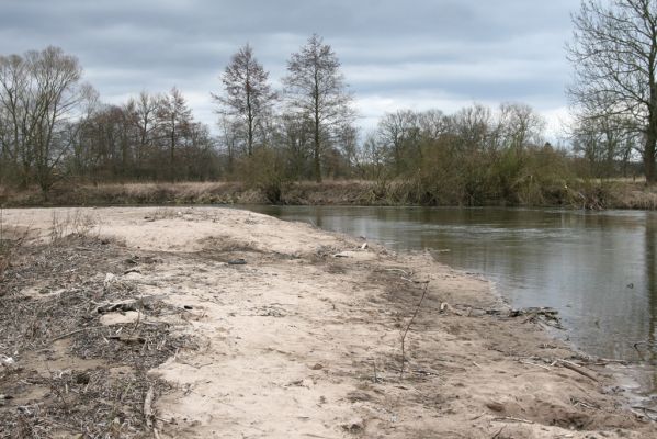 Týniště nad Orlicí, 12.4.2013
Štěrkový náplav v meandru Orlice u Petroviček.


Mots-clés: Týniště nad Orlicí Petrovičky řeka Orlice PP Orlice Negastrius pulchellus Zorochros dermestoides meridionalis