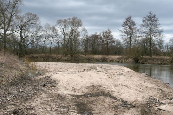 Týniště nad Orlicí, 12.4.2013
Štěrkový náplav v meandru Orlice u Petroviček.
Schlüsselwörter: Týniště nad Orlicí Petrovičky řeka Orlice PP Orlice Negastrius pulchellus Zorochros dermestoides meridionalis