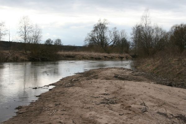 Týniště nad Orlicí, 12.4.2013
Štěrkový náplav v meandru Orlice u Petroviček (50° 9'39.95"N, 16° 2'22.02"E).

Klíčová slova: Týniště nad Orlicí Petrovičky řeka Orlice PP Orlice Negastrius pulchellus Zorochros dermestoides meridionalis