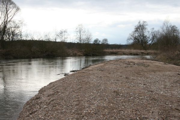 Týniště nad Orlicí, 12.4.2013
Štěrkový náplav v meandru Orlice u Petroviček.



Klíčová slova: Týniště nad Orlicí Petrovičky řeka Orlice PP Orlice Negastrius pulchellus Zorochros dermestoides meridionalis