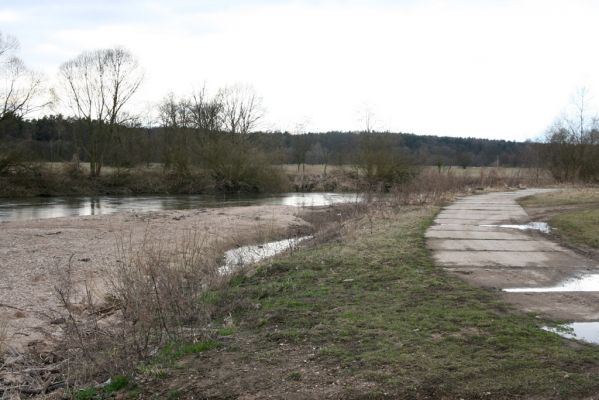 Týniště nad Orlicí, 12.4.2013
Štěrkový náplav v meandru Orlice u Petroviček.





Klíčová slova: Týniště nad Orlicí Petrovičky řeka Orlice PP Orlice Negastrius pulchellus Zorochros dermestoides meridionalis