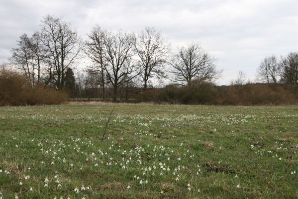 Týniště nad Orlicí, 12.4.2013
Kopaniny, meandry Orlice. Sněženková louka.



Klíčová slova: Týniště nad Orlicí Kopaniny řeka Orlice PP Orlice