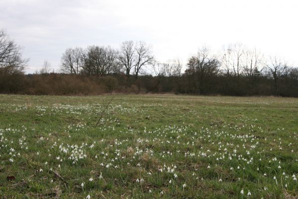 Týniště nad Orlicí, 12.4.2013
Kopaniny, meandry Orlice. Sněženková louka.



Schlüsselwörter: Týniště nad Orlicí Kopaniny řeka Orlice PP Orlice