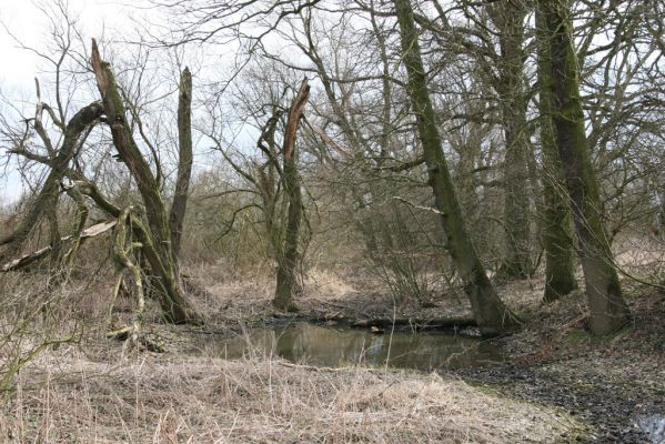 Týniště nad Orlicí, 12.4.2013
Kopaniny, meandry Orlice.



Klíčová slova: Týniště nad Orlicí Kopaniny řeka Orlice PP Orlice