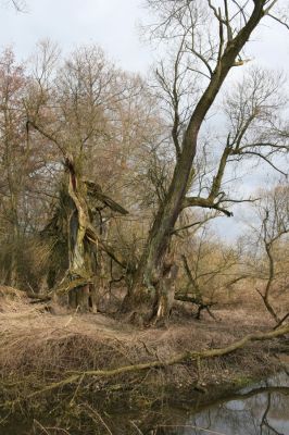 Týniště nad Orlicí, 12.4.2013
Kopaniny, meandry Orlice. 



Klíčová slova: Týniště nad Orlicí Kopaniny řeka Orlice PP Orlice