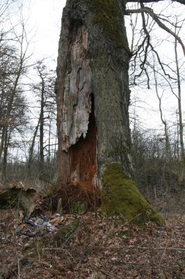 Týniště nad Orlicí, 13.4.2013
U Petrovic. Dub na okraji bývalé obory (50° 9'50.81"N, 16° 3'46.30"E).


Klíčová slova: Týniště nad Orlicí PP Týnišťské Poorličí páchník Osmoderma barnabita Lacon querceus Ampedus brunnicornis cardinalis Elater ferrugineus Procraerus tibialis