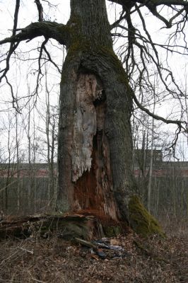 Týniště nad Orlicí, 13.4.2013
U Petrovic. Dub na okraji bývalé obory.

Klíčová slova: Týniště nad Orlicí PP Týnišťské Poorličí páchník Osmoderma barnabita Lacon querceus Ampedus brunnicornis Elater ferrugineus Procraerus tibialis