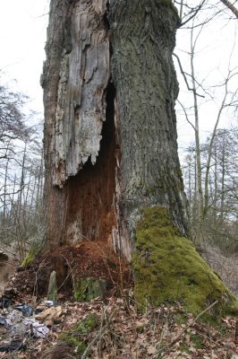 Týniště nad Orlicí, 13.4.2013
U Petrovic. Dub na okraji bývalé obory.
Klíčová slova: Týniště nad Orlicí PP Týnišťské Poorličí páchník Osmoderma barnabita Lacon querceus Ampedus brunnicornis Elater ferrugineus Procraerus tibialis