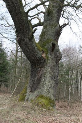 Týniště nad Orlicí, 13.4.2013
U Petrovic. Dub na okraji bývalé obory.



Klíčová slova: Týniště nad Orlicí U Petrovic PP Týnišťské Poorličí