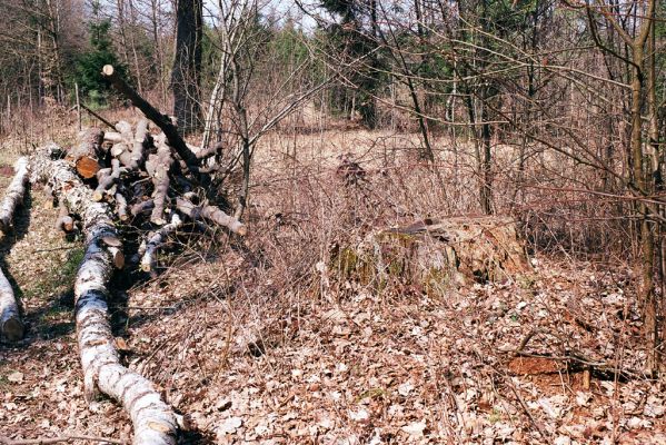 Týniště nad Orlicí, 15.4.2004
Pařez dubu u Petrovické hájovny.
Klíčová slova: Týniště nad Orlicí Petrovice Petrovická hájovna