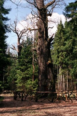 Týniště nad Orlicí, 15.4.2004
Dub v rezervaci U Houkvice.



Klíčová slova: Týniště nad Orlicí U Houkvice