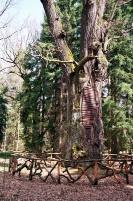 Týniště nad Orlicí, 15.4.2004
Dub v rezervaci U Houkvice.
Mots-clés: Týniště nad Orlicí U Houkvice Ampedus brunnicornis Procraerus tibialis Cardiophorus gramineus
