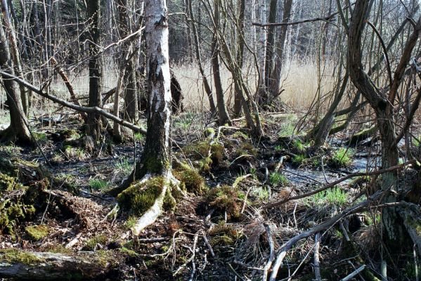 Týniště nad Orlicí, 15.4.2004
Olšina u rybníka Rozkoš.


Mots-clés: Týniště nad Orlicí rybník Rozkoš Ampedus pomonae