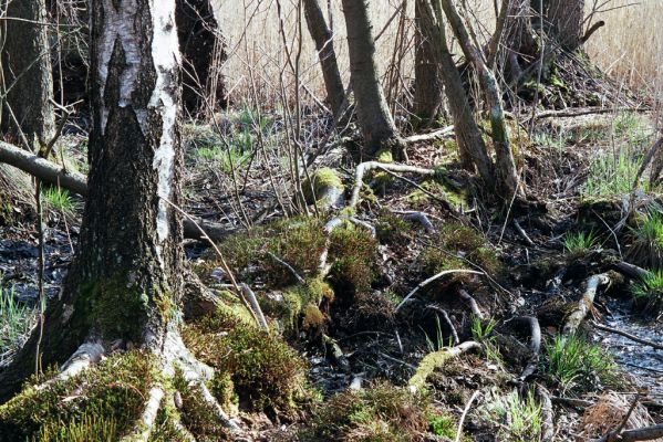 Týniště nad Orlicí, 15.4.2004
Olšina u rybníka Rozkoš.



Klíčová slova: Týniště nad Orlicí rybník Rozkoš Ampedus pomonae