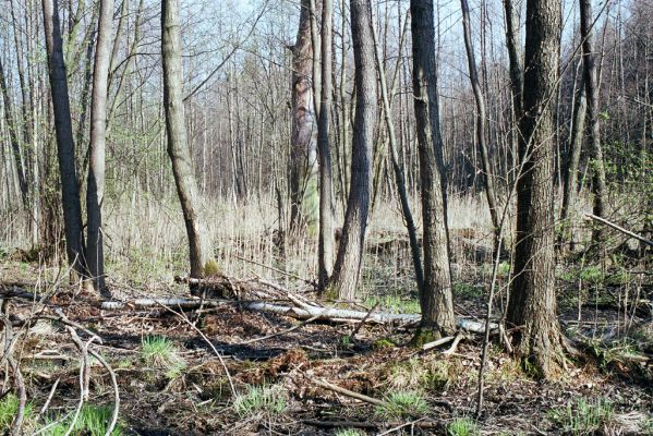 Týniště nad Orlicí, 15.4.2004
Olšina u rybníka Rozkoš.


Schlüsselwörter: Týniště nad Orlicí rybník Rozkoš Ampedus pomonae