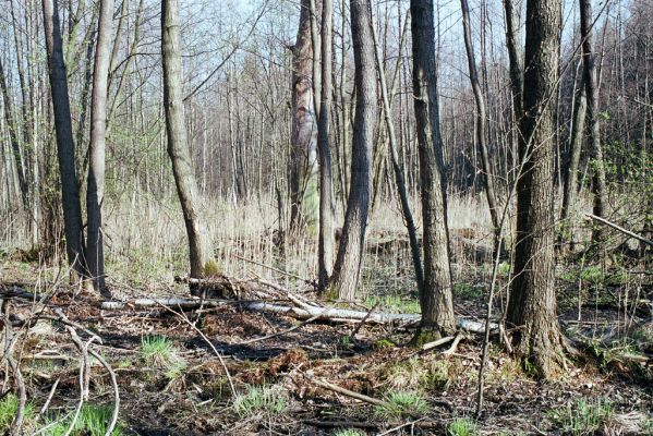 Týniště nad Orlicí, 15.4.2004
Olšina u rybníka Rozkoš.


Keywords: Týniště nad Orlicí rybník Rozkoš Ampedus pomonae