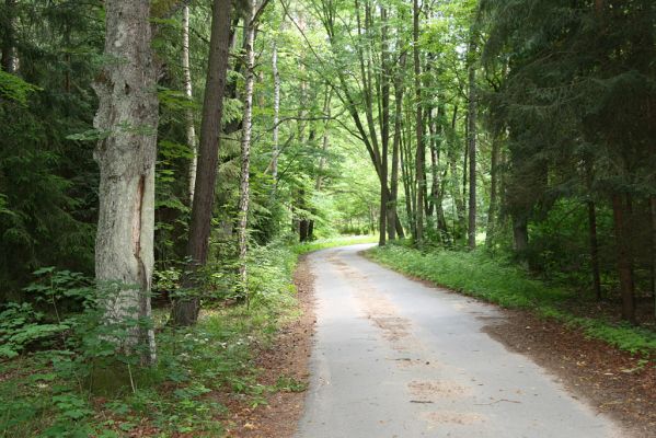 Týniště nad Orlicí, U Glorietu, 15.6.2011 
Dutý jírovec u lesní asfaltky - bitop kovaříka Crepidophorus mutilatus.



Schlüsselwörter: Týniště nad Orlicí U Glorietu Crepidophorus mutilatus