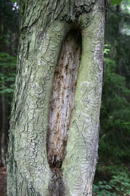 Týniště nad Orlicí, U Glorietu, 15.6.2011 
Dutý jírovec - bitop kovaříka Crepidophorus mutilatus.



Klíčová slova: Týniště nad Orlicí U Glorietu Crepidophorus mutilatus