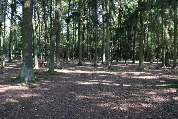 Týniště nad Orlicí, 15.9.2020
Petrovičky, obora Bědovice u Dvora.
Klíčová slova: Týniště nad Orlicí Petrovičky obora Bědovice Dvůr