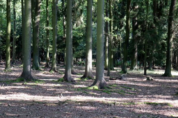 Týniště nad Orlicí, 15.9.2020
Petrovičky, obora Bědovice u Dvora.
Schlüsselwörter: Týniště nad Orlicí Petrovičky obora Bědovice Dvůr